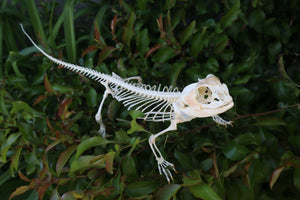 Articulated Bearded Dragon Skeleton