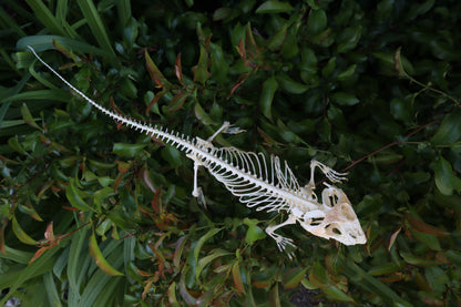Articulated Bearded Dragon Skeleton