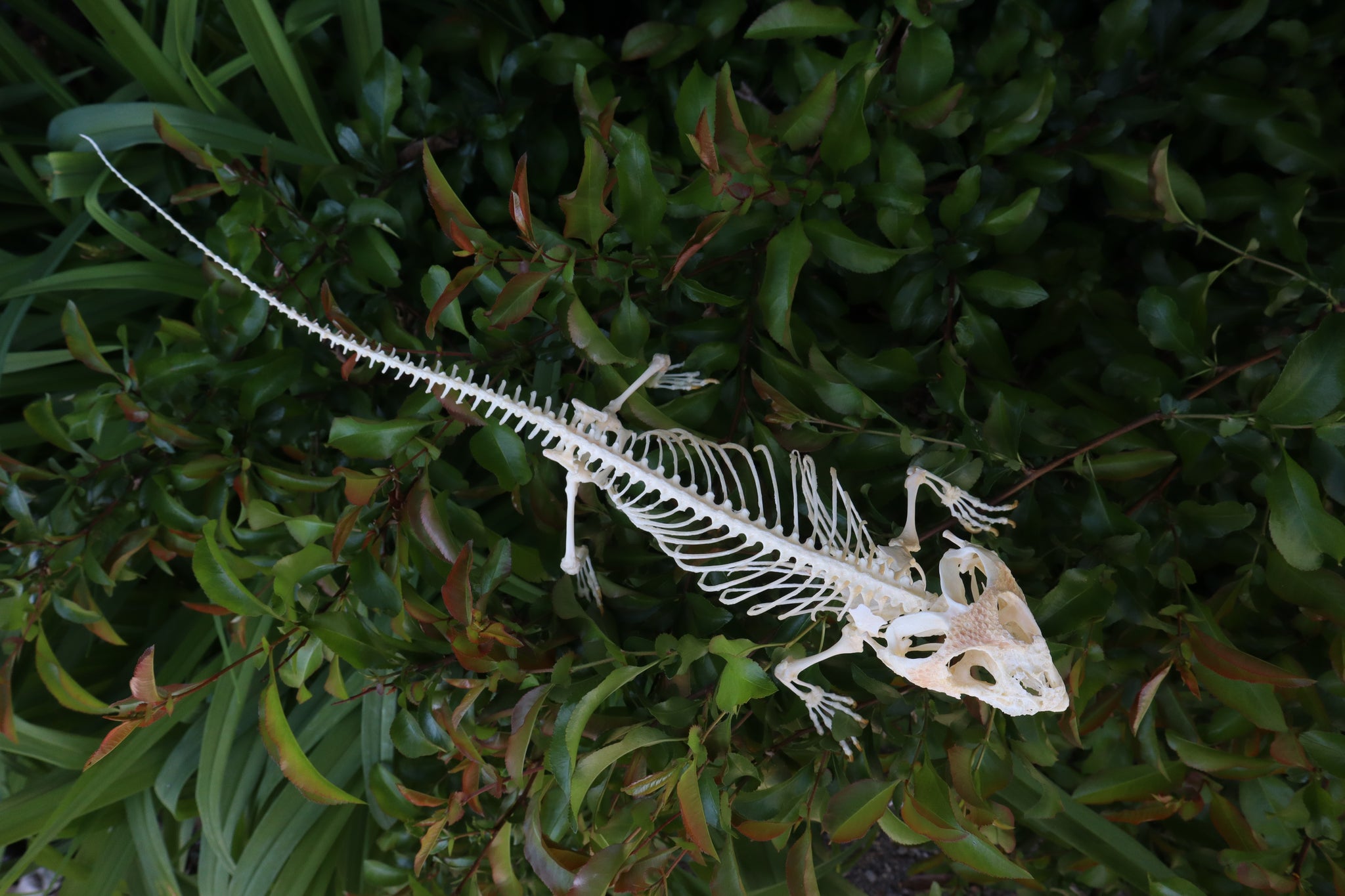 Articulated Bearded Dragon Skeleton