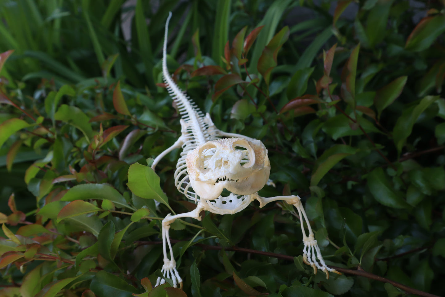 Articulated Bearded Dragon Skeleton