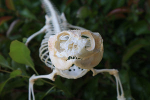 Articulated Bearded Dragon Skeleton