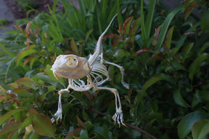 Articulated Bearded Dragon Skeleton