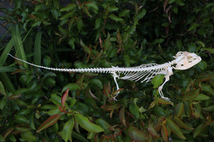 Articulated Bearded Dragon Skeleton