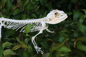 Articulated Bearded Dragon Skeleton