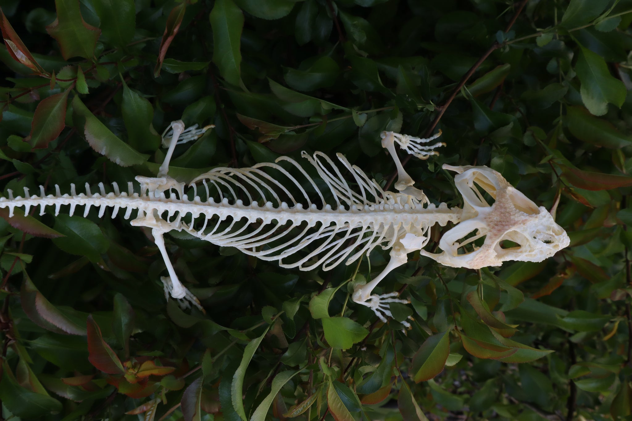 Articulated Bearded Dragon Skeleton