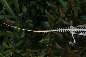 Articulated Bearded Dragon Skeleton