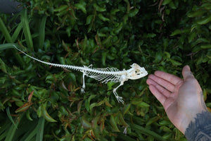 Articulated Bearded Dragon Skeleton