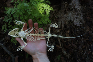 Articulated Bearded Dragon Skeleton