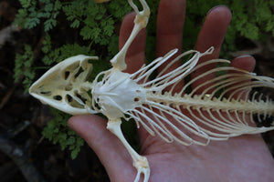 Articulated Bearded Dragon Skeleton