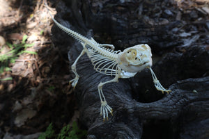 Articulated Bearded Dragon Skeleton