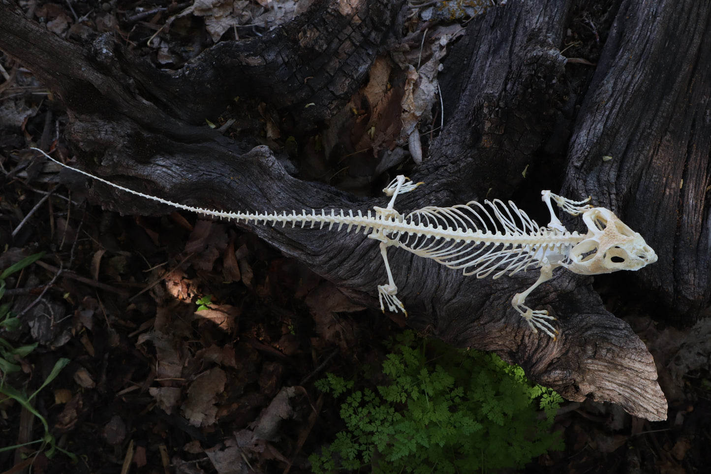 Articulated Bearded Dragon Skeleton