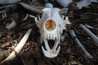 Pathological Coyote Skull