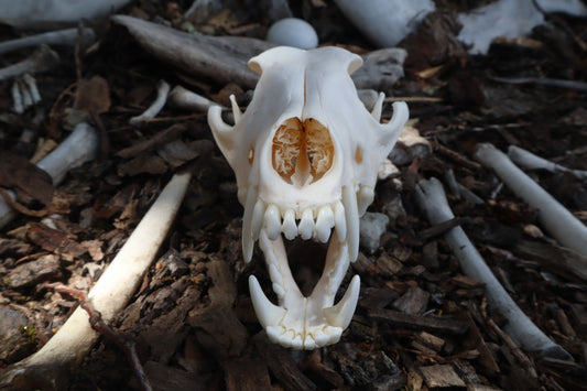 Pathological Coyote Skull