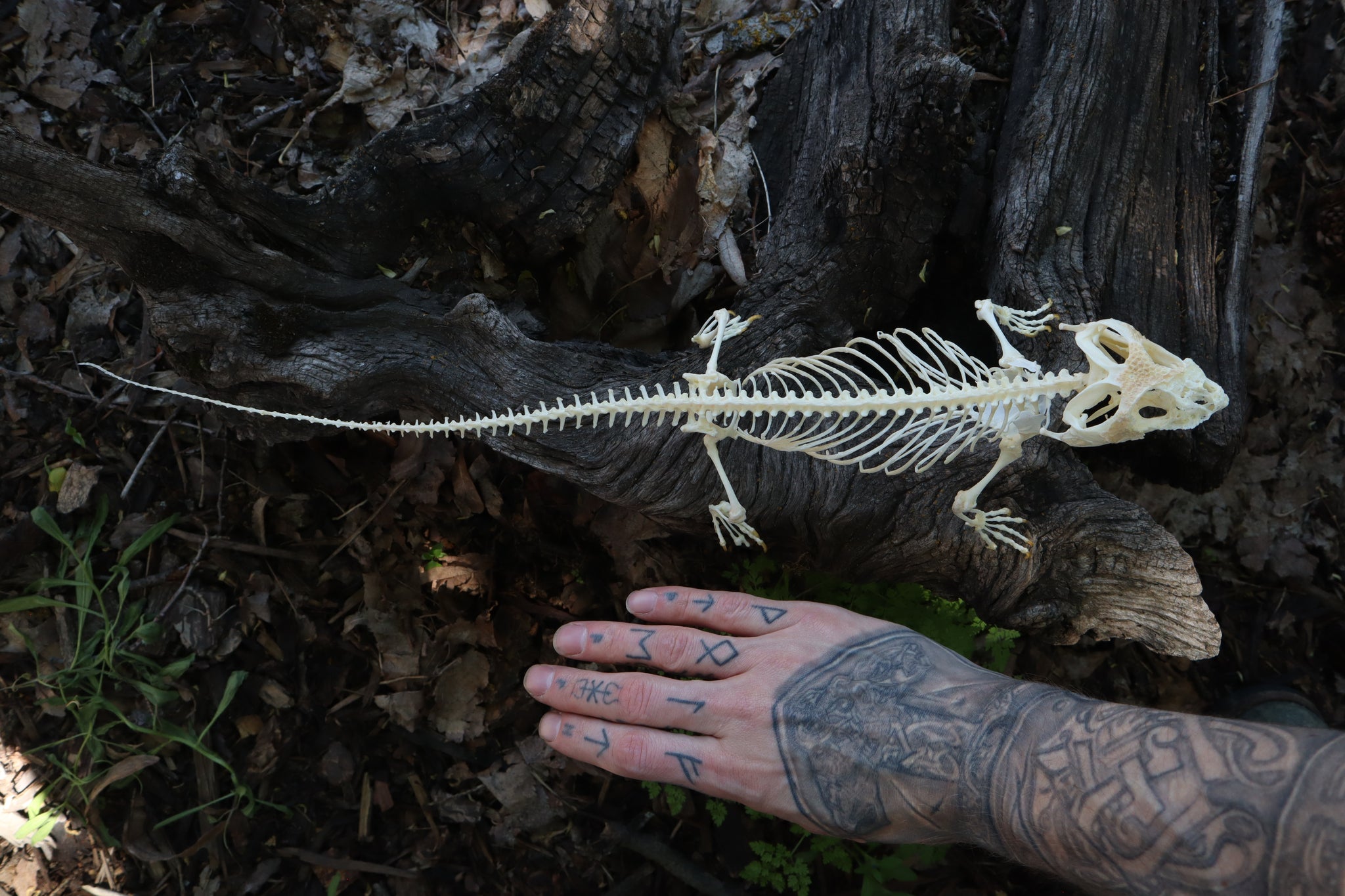 Articulated Bearded Dragon Skeleton – Freyja's Forest