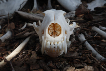 Pathological Coyote Skull