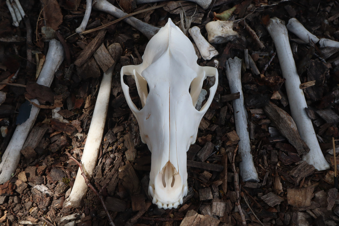 Pathological Coyote Skull