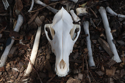Pathological Coyote Skull