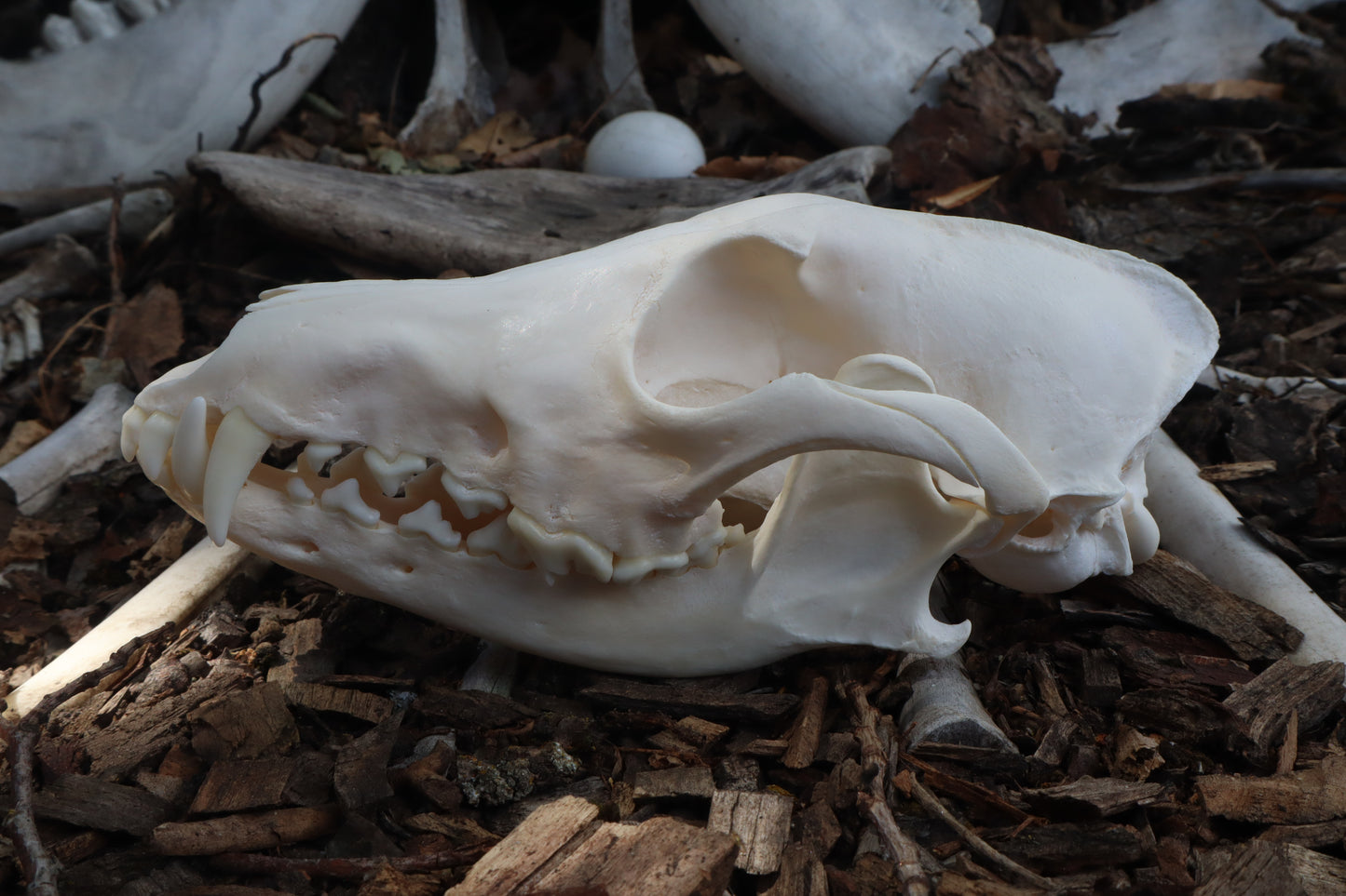 Pathological Coyote Skull