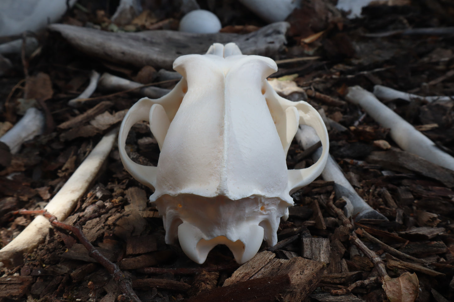 Pathological Coyote Skull