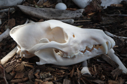 Pathological Coyote Skull