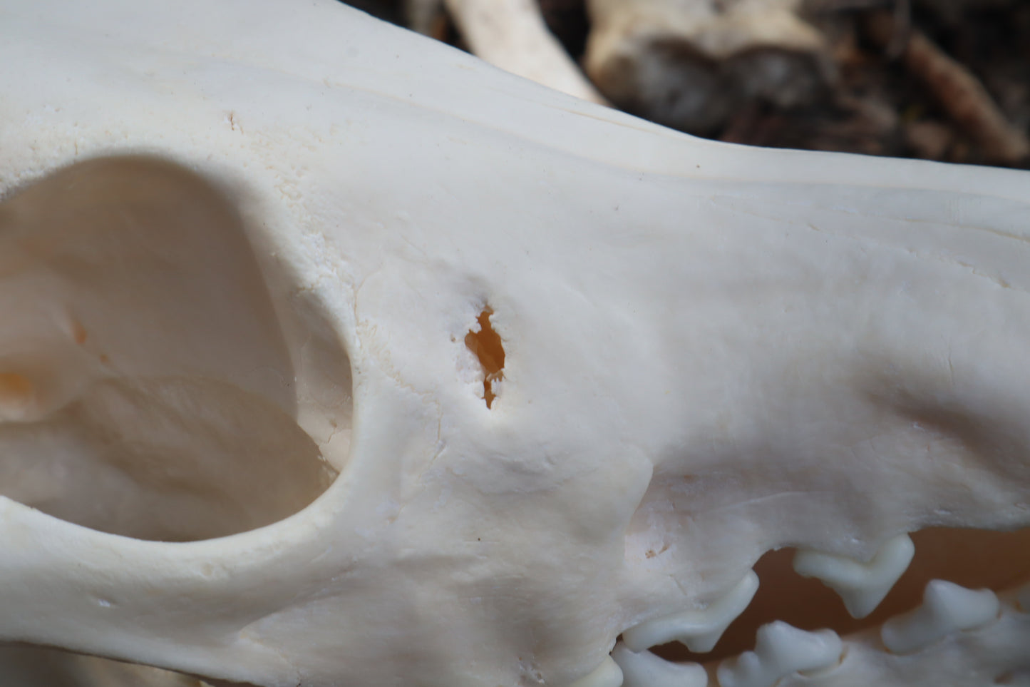Pathological Coyote Skull