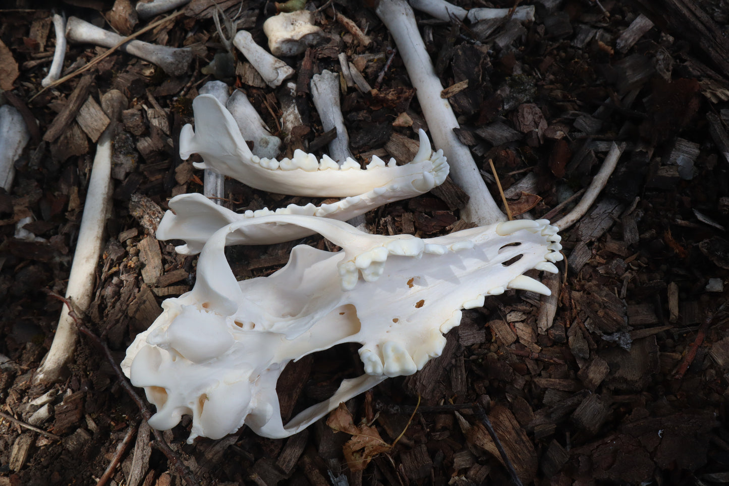 Pathological Coyote Skull