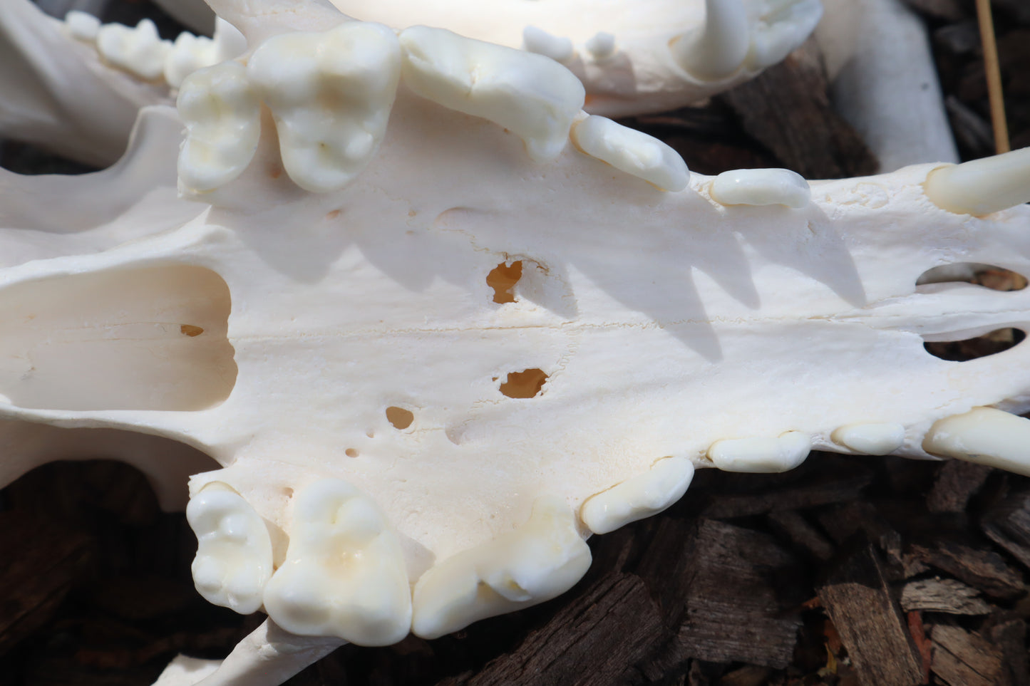 Pathological Coyote Skull