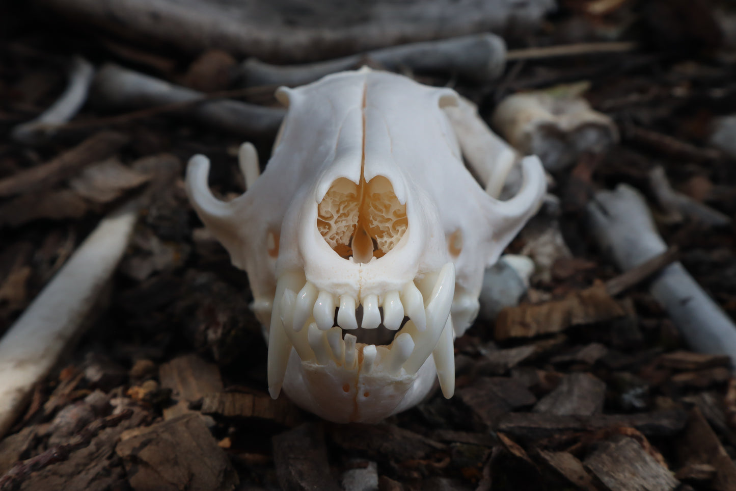 Reserved for Kelsey - Pathological Red Fox Skull