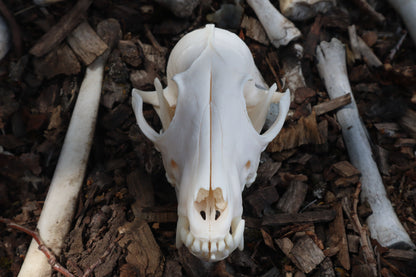 Reserved for Kelsey - Pathological Red Fox Skull