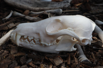 Reserved for Kelsey - Pathological Red Fox Skull