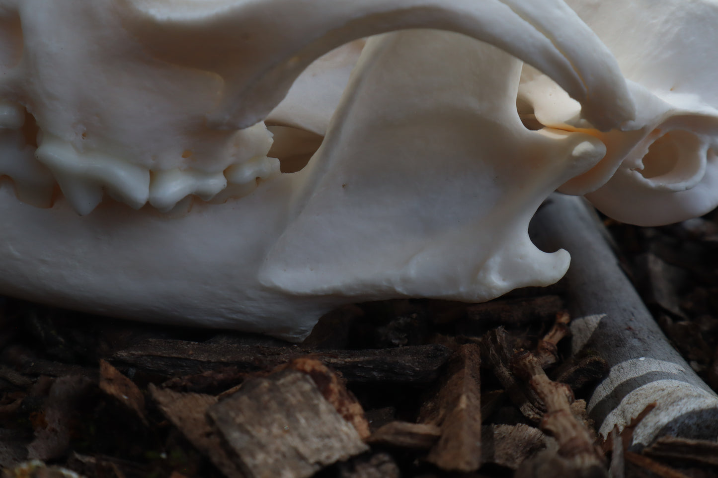 Reserved for Kelsey - Pathological Red Fox Skull