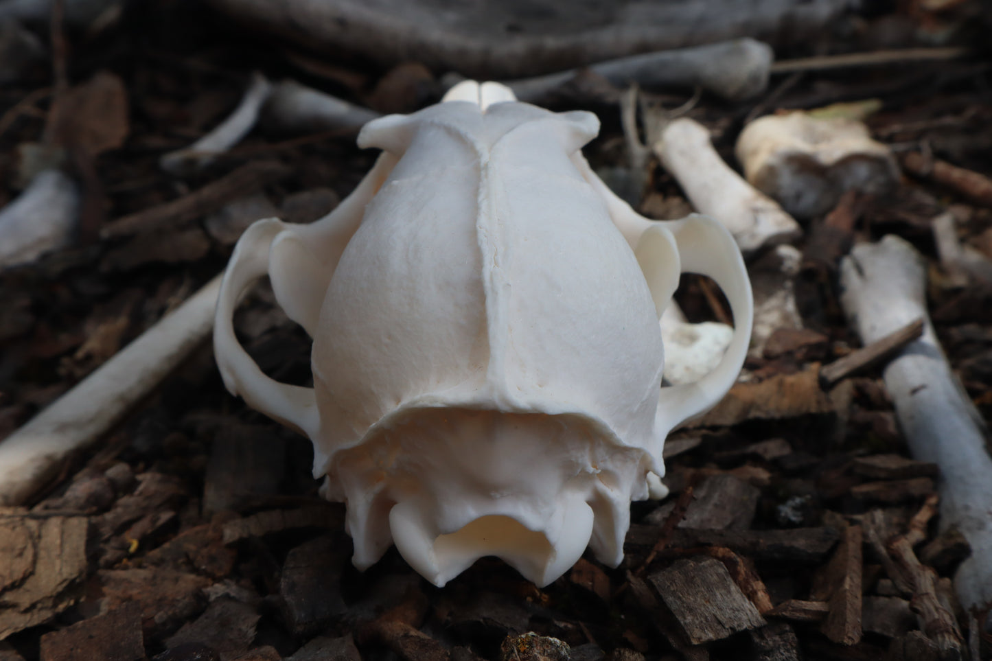Reserved for Kelsey - Pathological Red Fox Skull