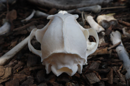 Reserved for Kelsey - Pathological Red Fox Skull