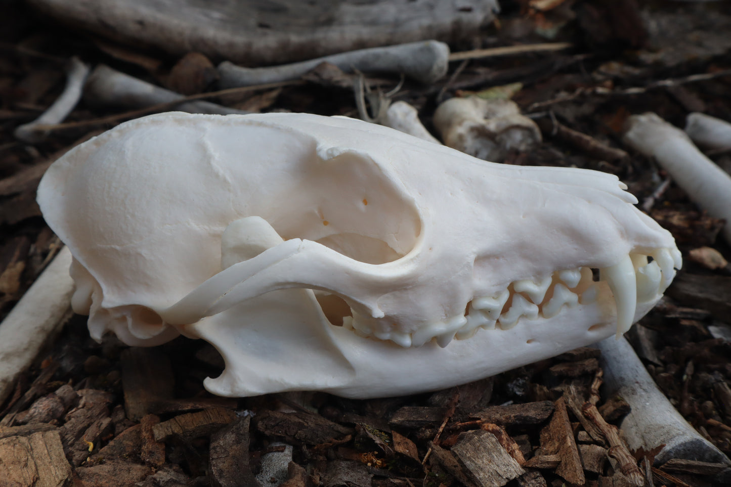 Reserved for Kelsey - Pathological Red Fox Skull