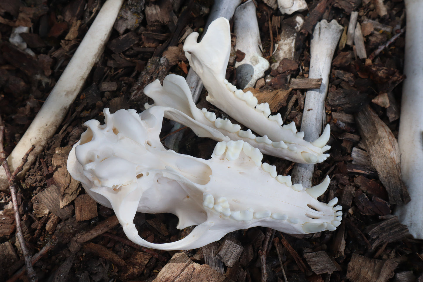 Reserved for Kelsey - Pathological Red Fox Skull
