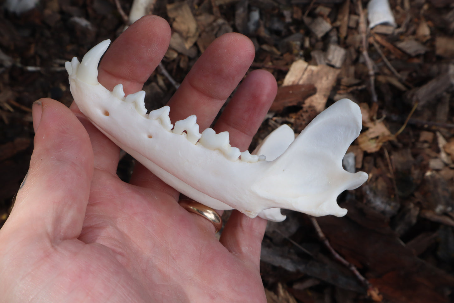 Reserved for Kelsey - Pathological Red Fox Skull
