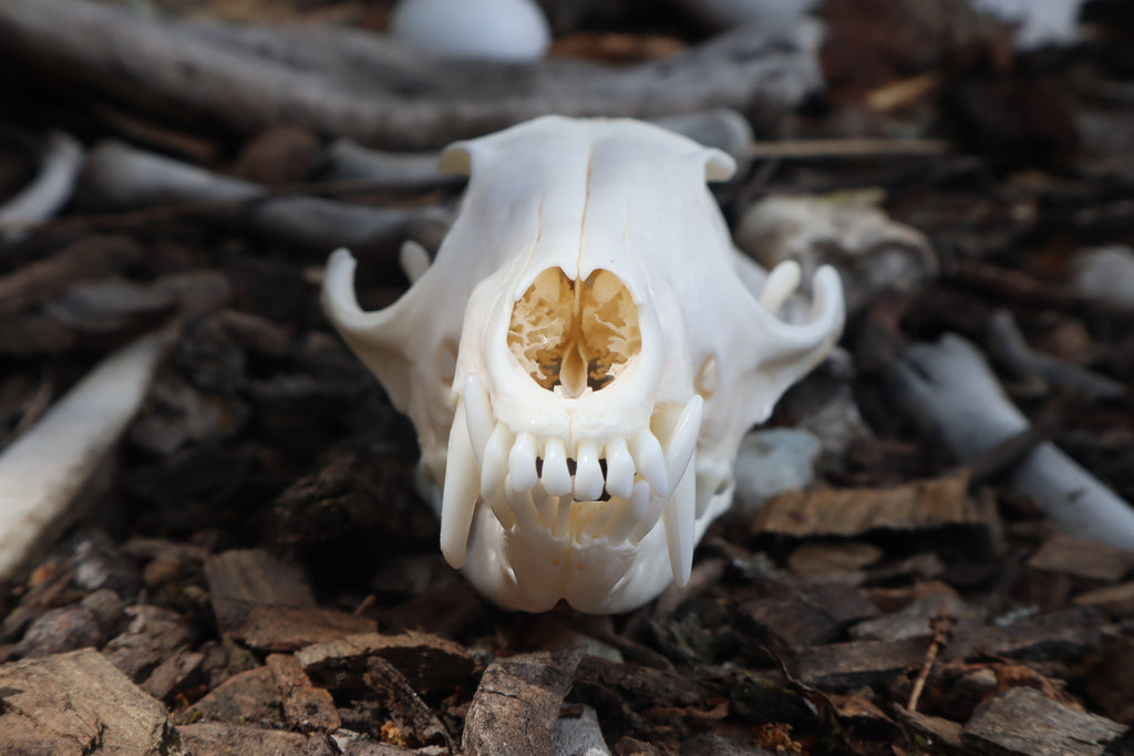 Red Fox Skull