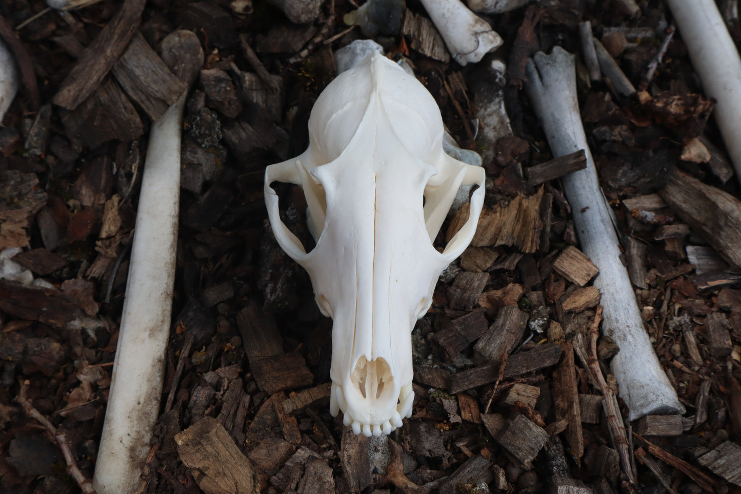 Red Fox Skull