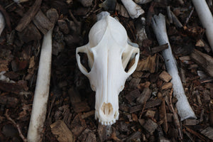 Red Fox Skull