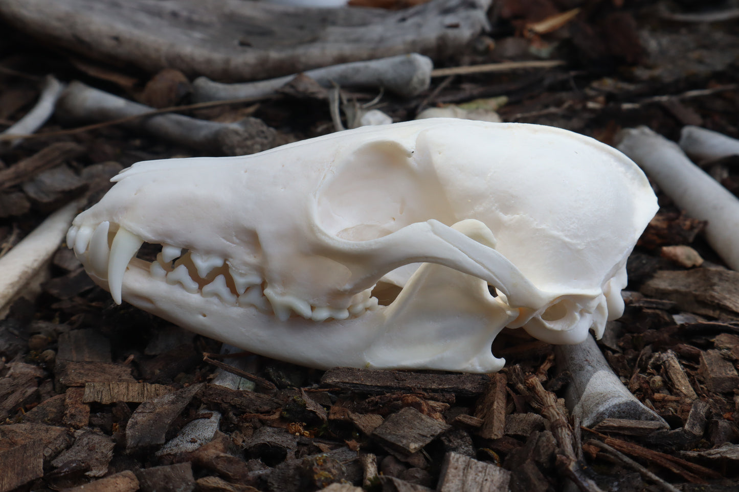 Red Fox Skull