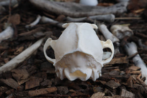 Red Fox Skull