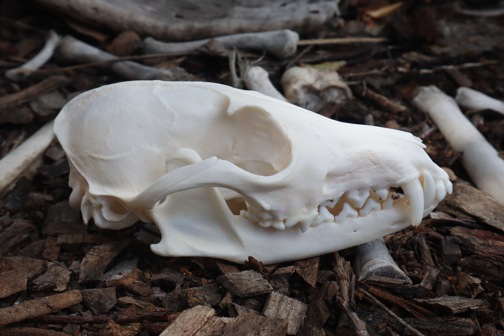 Red Fox Skull