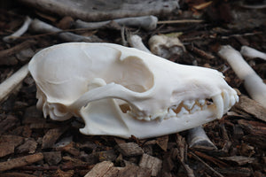 Red Fox Skull