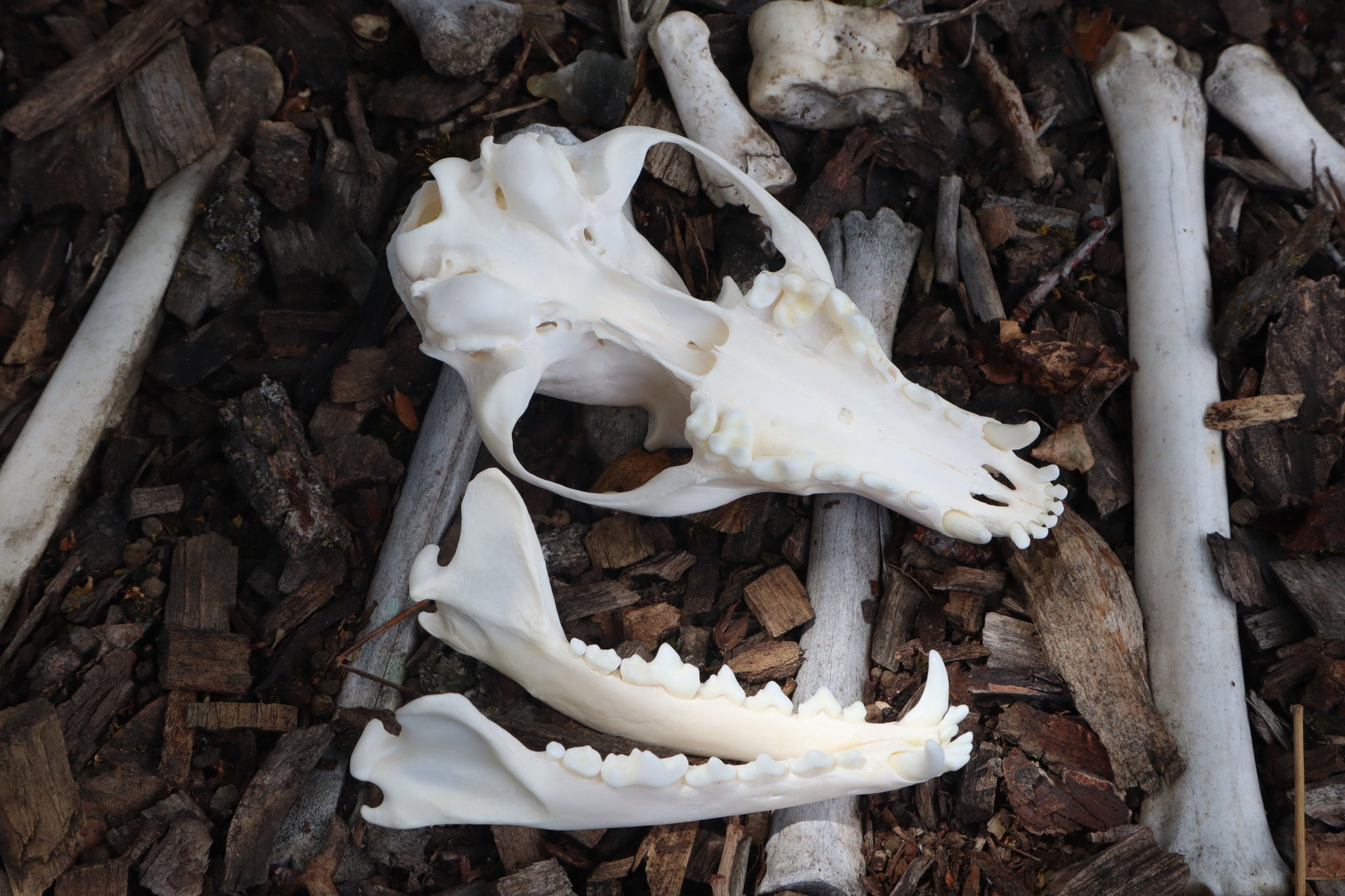 Red Fox Skull