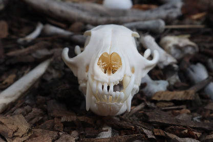 Red Fox Skull