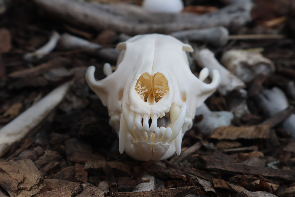 Red Fox Skull