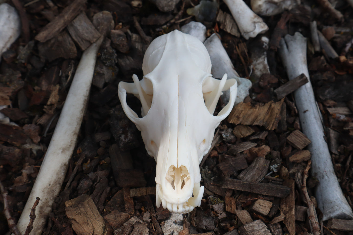Red Fox Skull