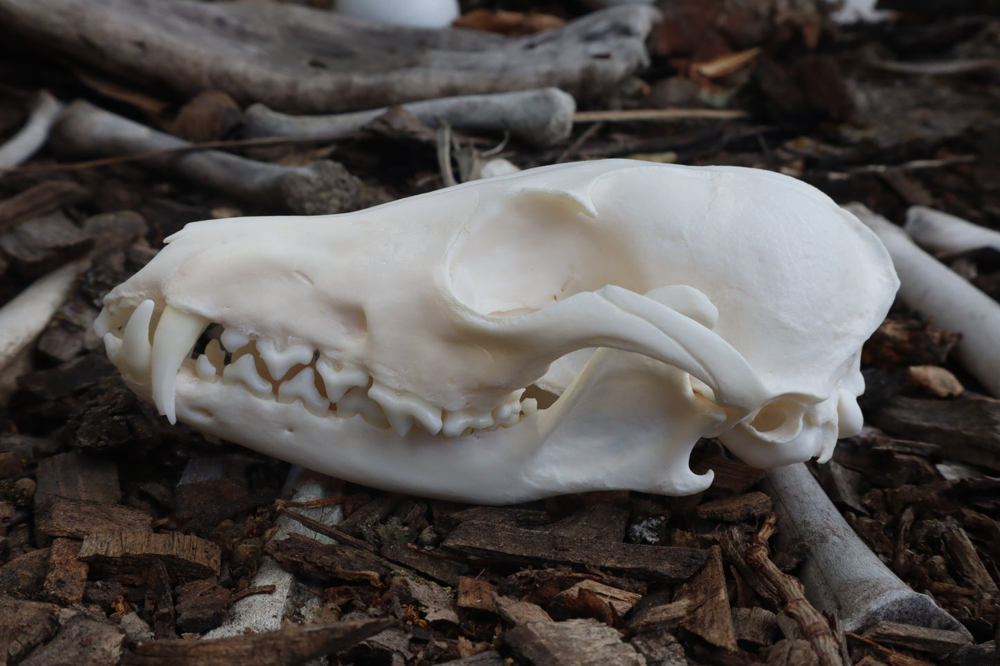 Red Fox Skull
