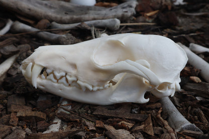 Red Fox Skull
