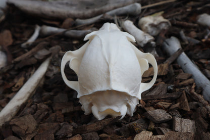 Red Fox Skull